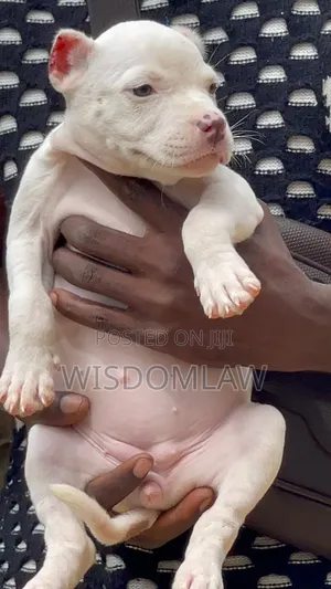 1-3 months Female Purebred American Bully