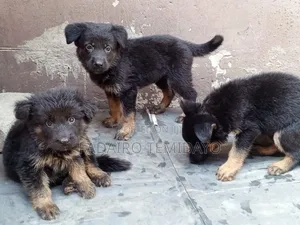 1-3 months Female Purebred German Shepherd