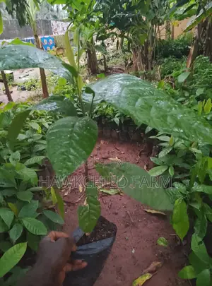 Cocoa Seedlings