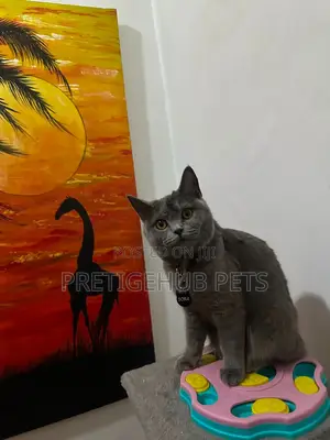 1-3 months Female Purebred British Shorthair