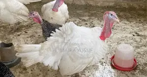 Farm Animal