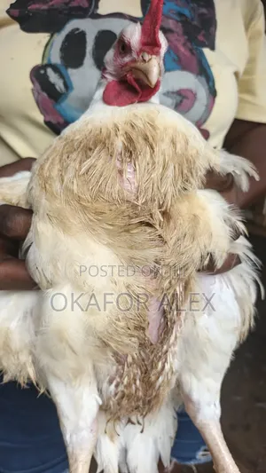 Live Chicken
