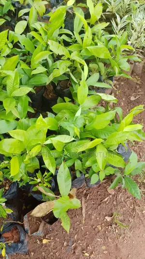 Hybrid Ogbono Seedlings