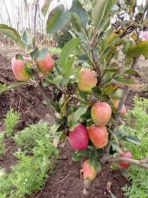 Sweet Apple Seedlings