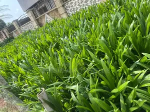 Hybrid Palm Seedlings