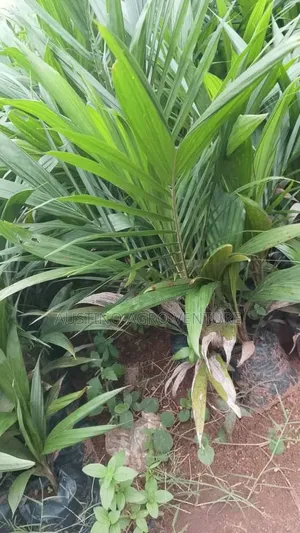 Hybrid Palm Seedlings