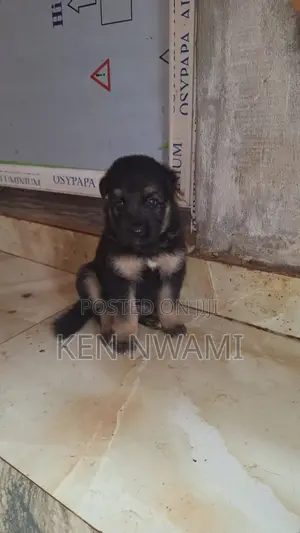 1-3 months Female Purebred German Shepherd