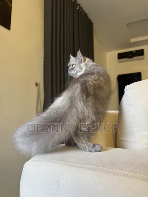 1+ year Male Purebred Persian