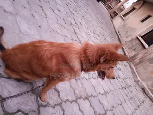 6-12 months Male Mixed Breed Dog