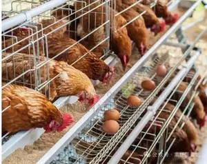 Poultry Farming Cages Battery Cage Layer Hens