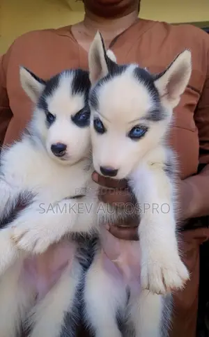 1-3 months Male Purebred Siberian Husky