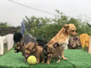 1-3 months Male Purebred Chihuahua