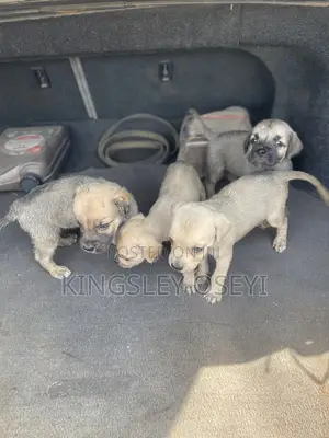 1-3 months Male Purebred Boerboel