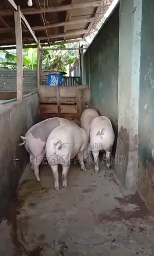 Slaughter Pigs Available With Lean Meat