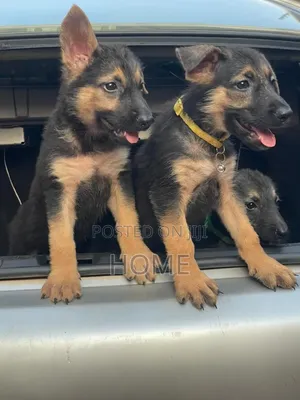 1-3 months Female Purebred German Shepherd