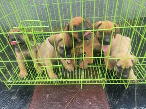 1-3 months Female Purebred Boerboel