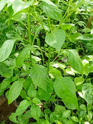 Ata Ijosi Seedlings