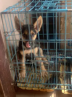 1-3 months Female Purebred German Shepherd