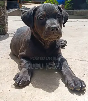 1-3 months Female Mixed Breed Mastiff