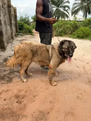 1+ year Female Purebred Caucasian Shepherd