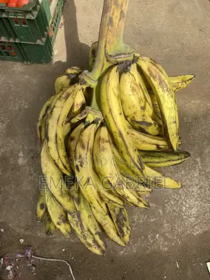 Ripe Plantain
