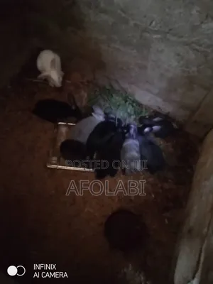 Rabbits for Meat and Rearing