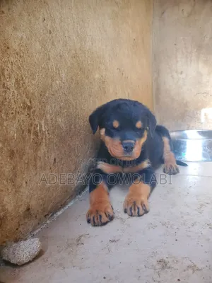 1-3 months Female Purebred Rottweiler