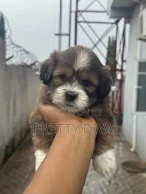 1-3 months Male Purebred Lhasa Apso