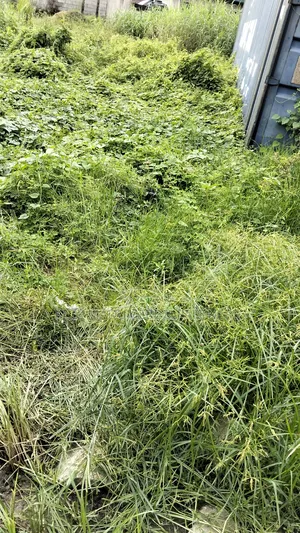 For Sale : 200 Plots Behind Salvation Ministries H/Quarters Igwuruta