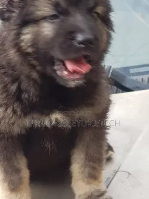 1-3 months Female Purebred Caucasian Shepherd