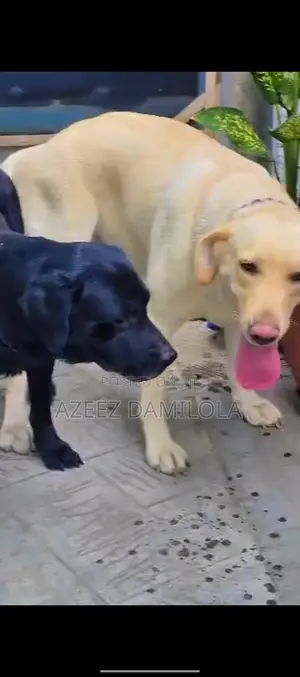 1-3 months Female Purebred Labrador Retriever