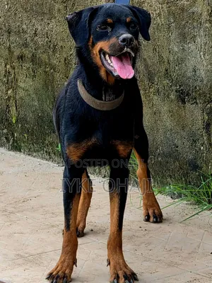 6-12 months Female Purebred Rottweiler