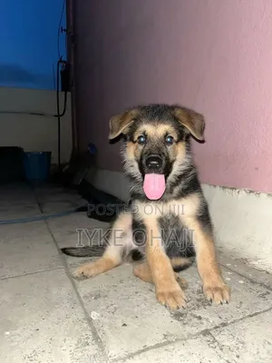 1-3 months Male Purebred German Shepherd