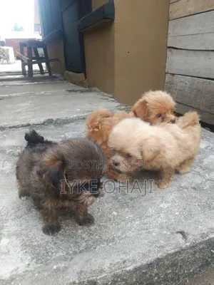 1-3 months Male Purebred Lhasa Apso