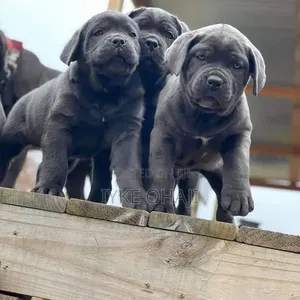 1-3 months Male Purebred Cane Corso