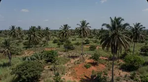 Plot of Land for Sale in Port Harcourt