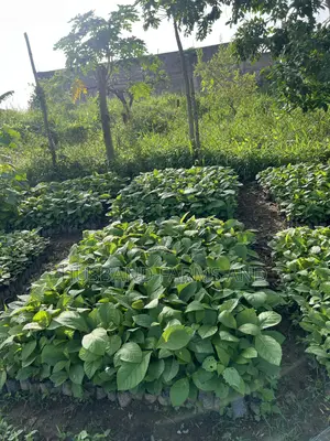 Teak Wood Seedlings Tectona Grandis