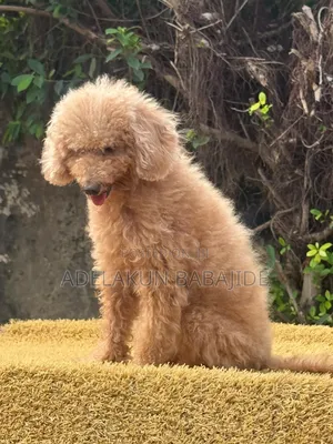 1+ year Female Purebred Poodle