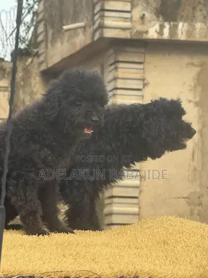 1+ year Female Purebred Poodle