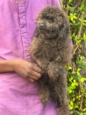 1+ year Male Purebred Poodle