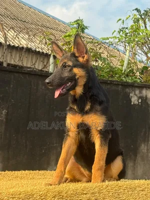 1-3 months Female Purebred German Shepherd