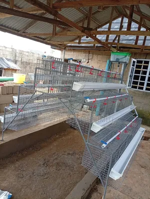 Solid Cage
