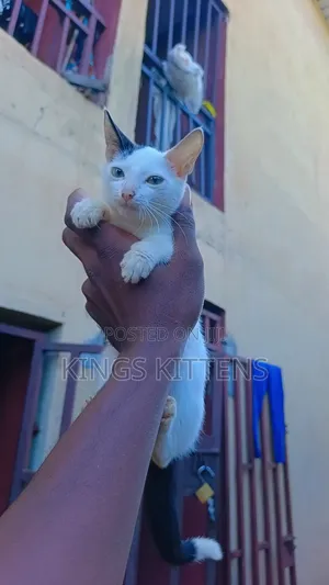 1-3 months Male Purebred American Shorthair