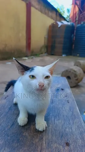 1-3 months Male Purebred American Shorthair