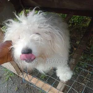 3-6 months Male Purebred Lhasa Apso