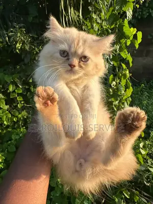 1-3 months Male Purebred Persian