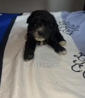 1-3 months Female Purebred Poodle