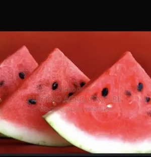 Watermelon Seed