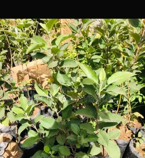 Dwarf Hybrid Apple Seedlings