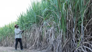 Hybrid Sugarcane Stems